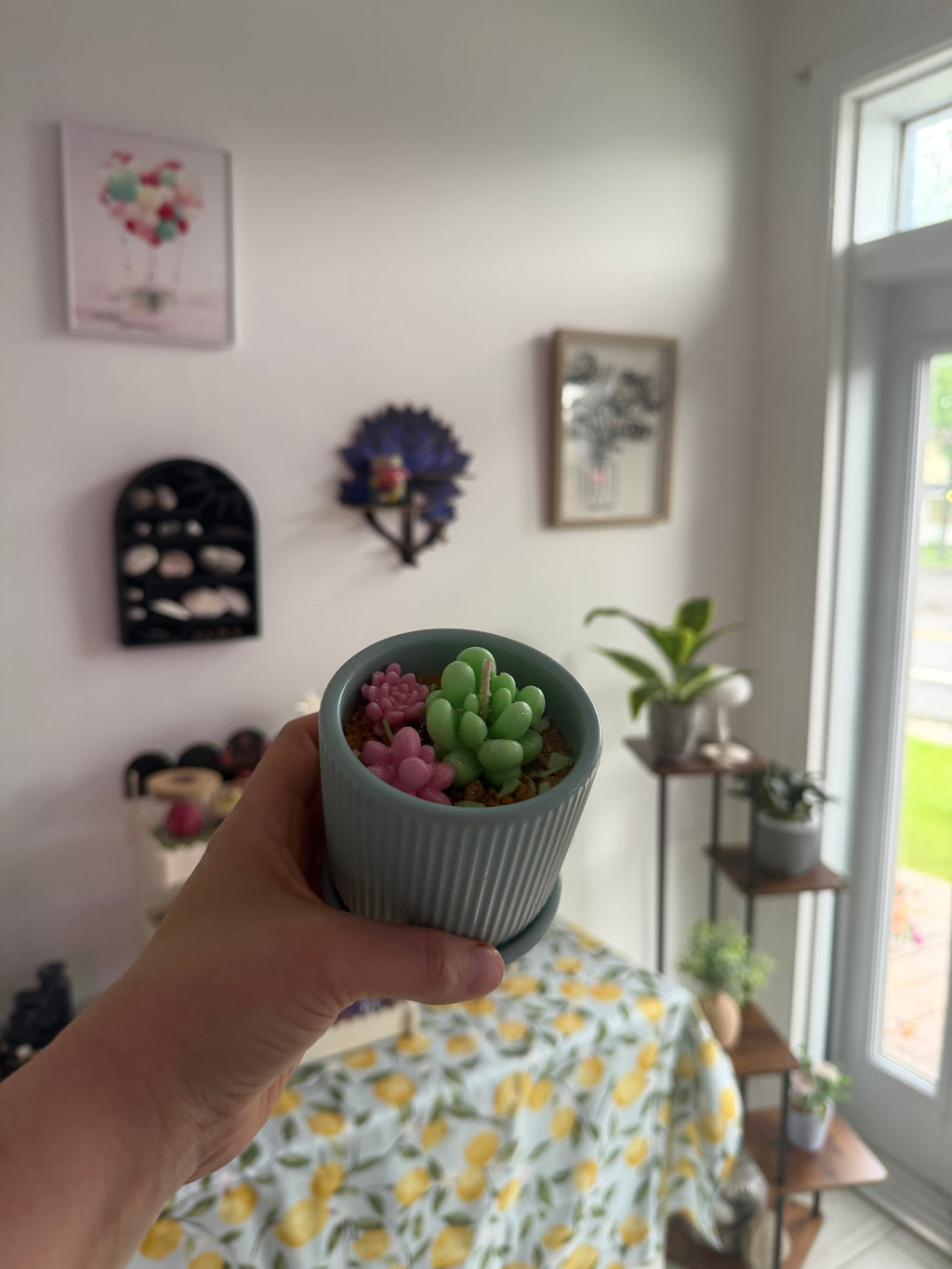 Petite succulente 🌵