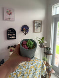Petite succulente 🌵