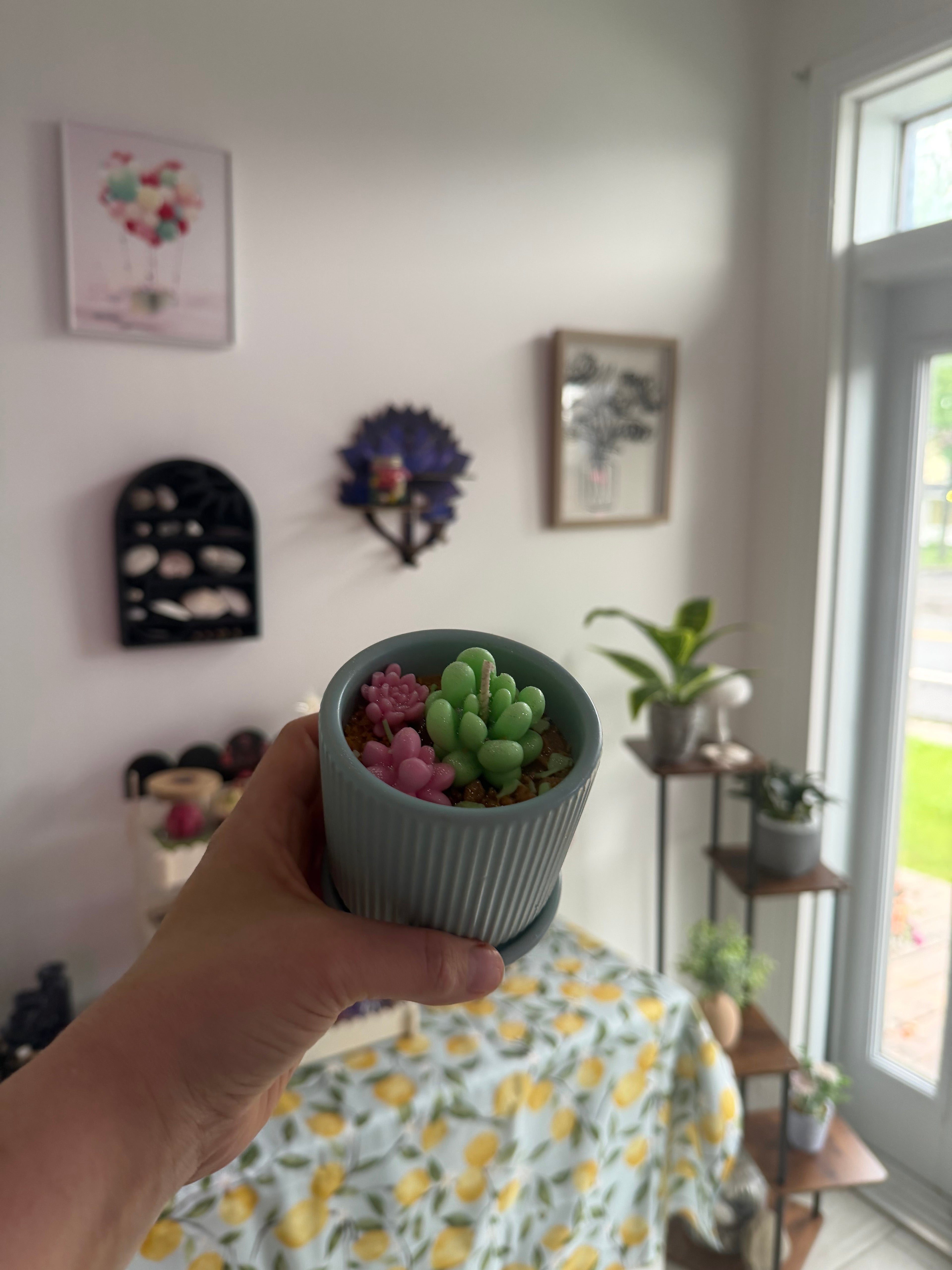 Petite succulente 🌵