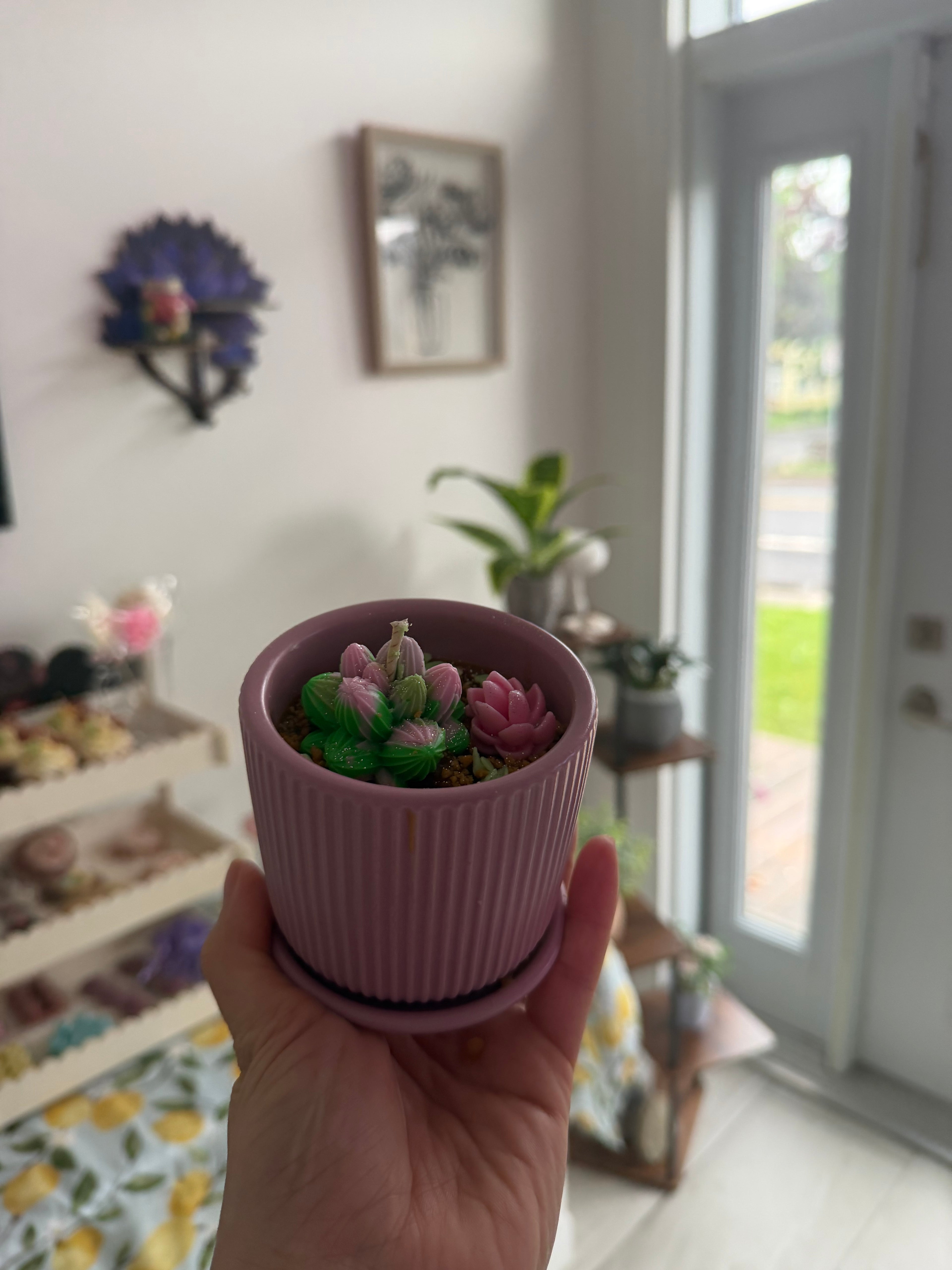 Petite succulente 🌵