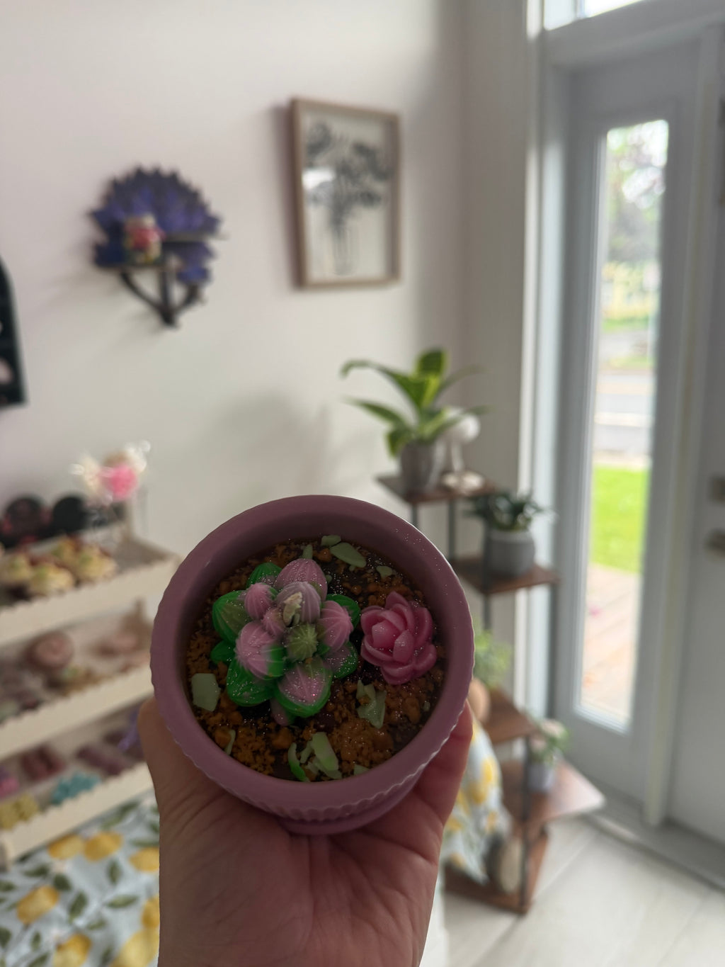 Petite succulente 🌵