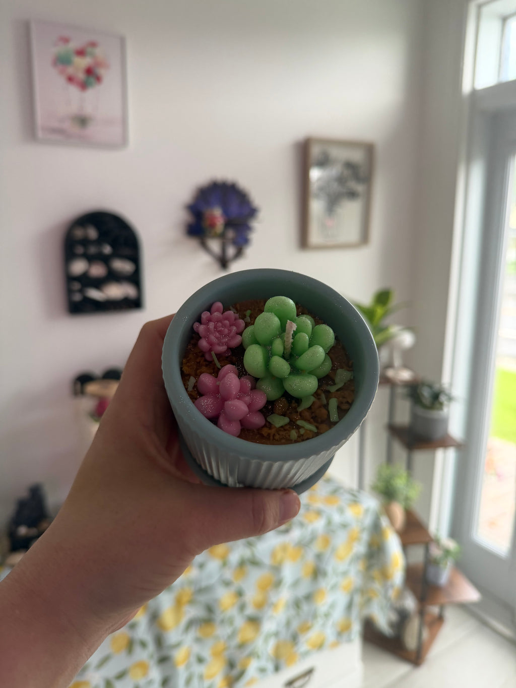 Petite succulente 🌵